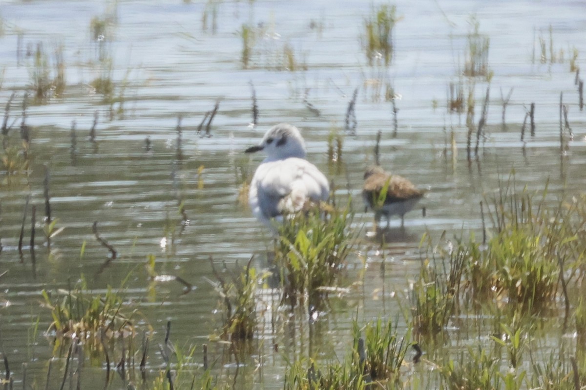 Bonaparte's Gull - ML637998228