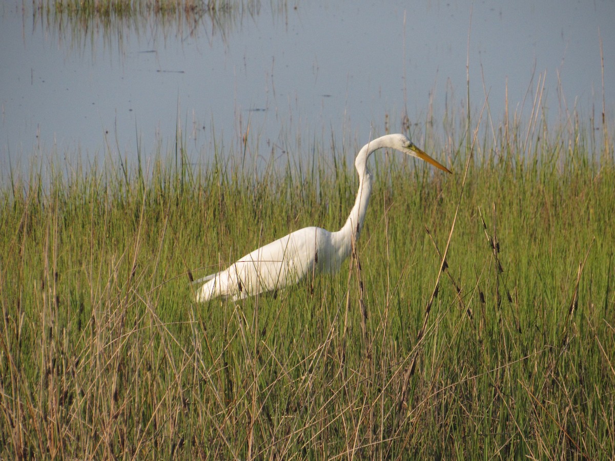 Koartza zuria - ML637998234