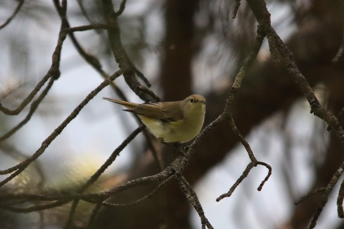 Western Bonelli's Warbler - ML637998308
