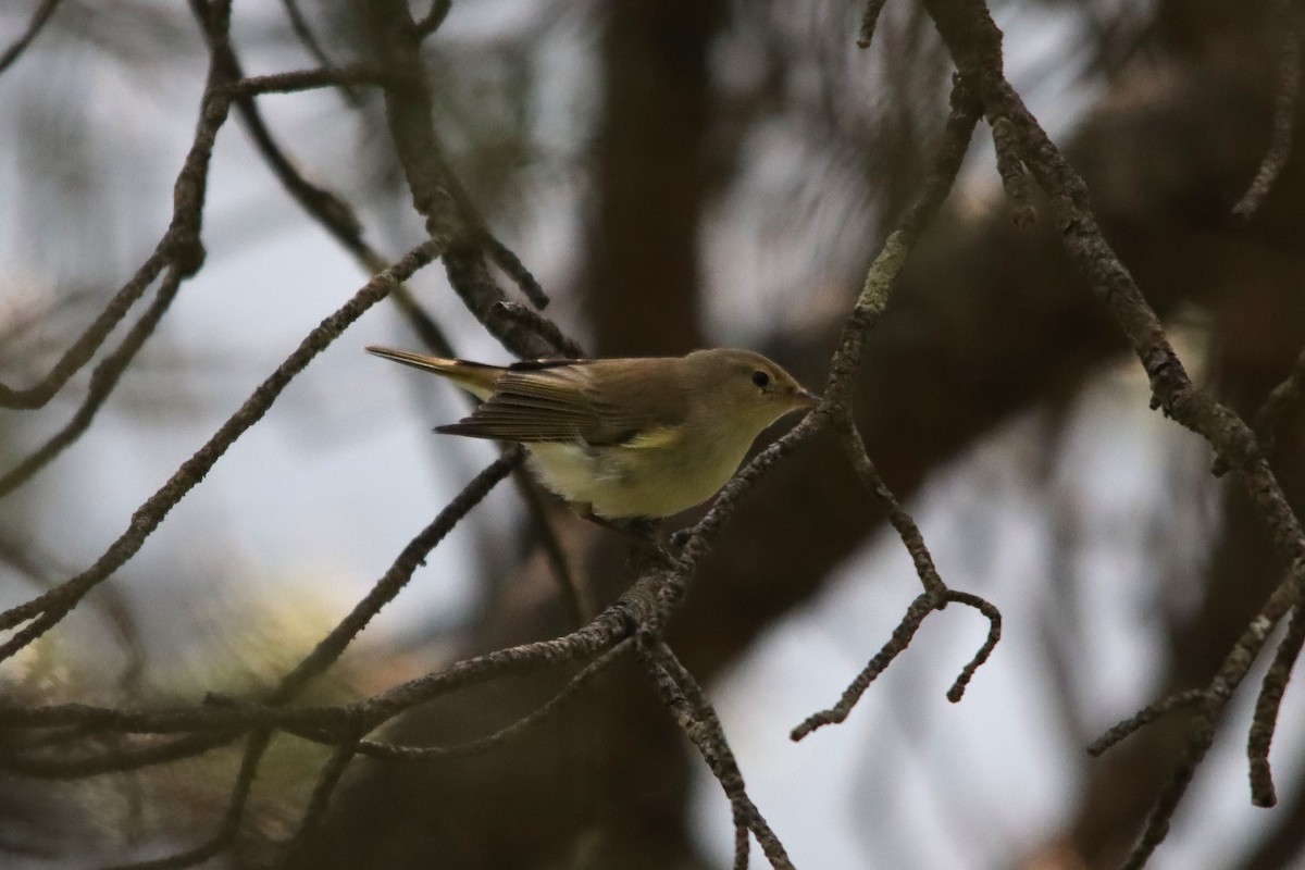 Western Bonelli's Warbler - ML637998309