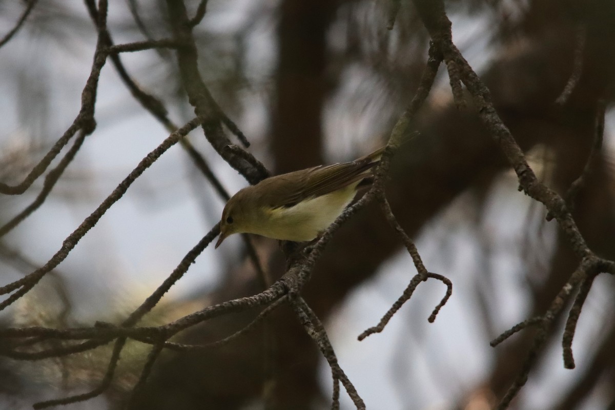 Western Bonelli's Warbler - ML637998310