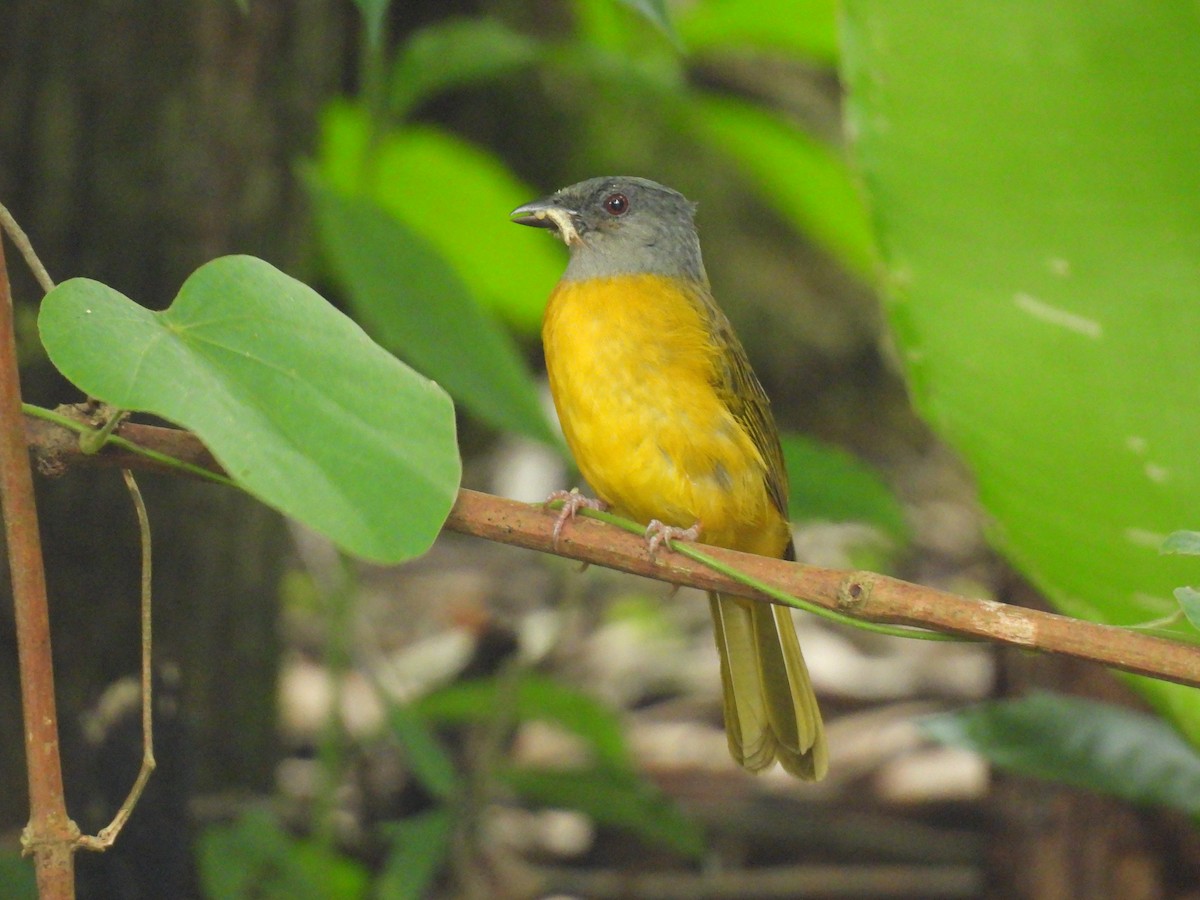 Gray-headed Tanager - ML637998311
