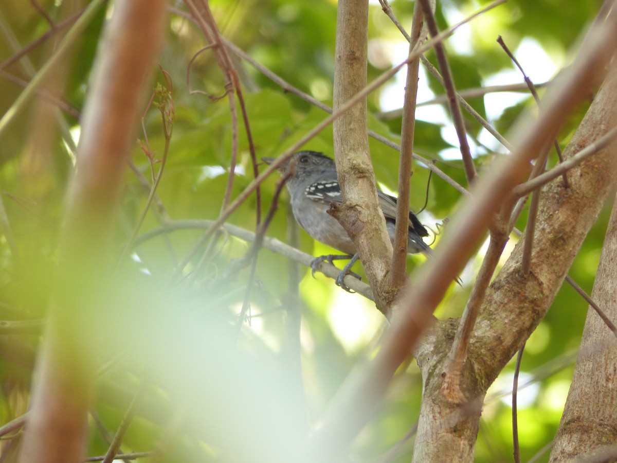 Variable Antshrike - ML637998329