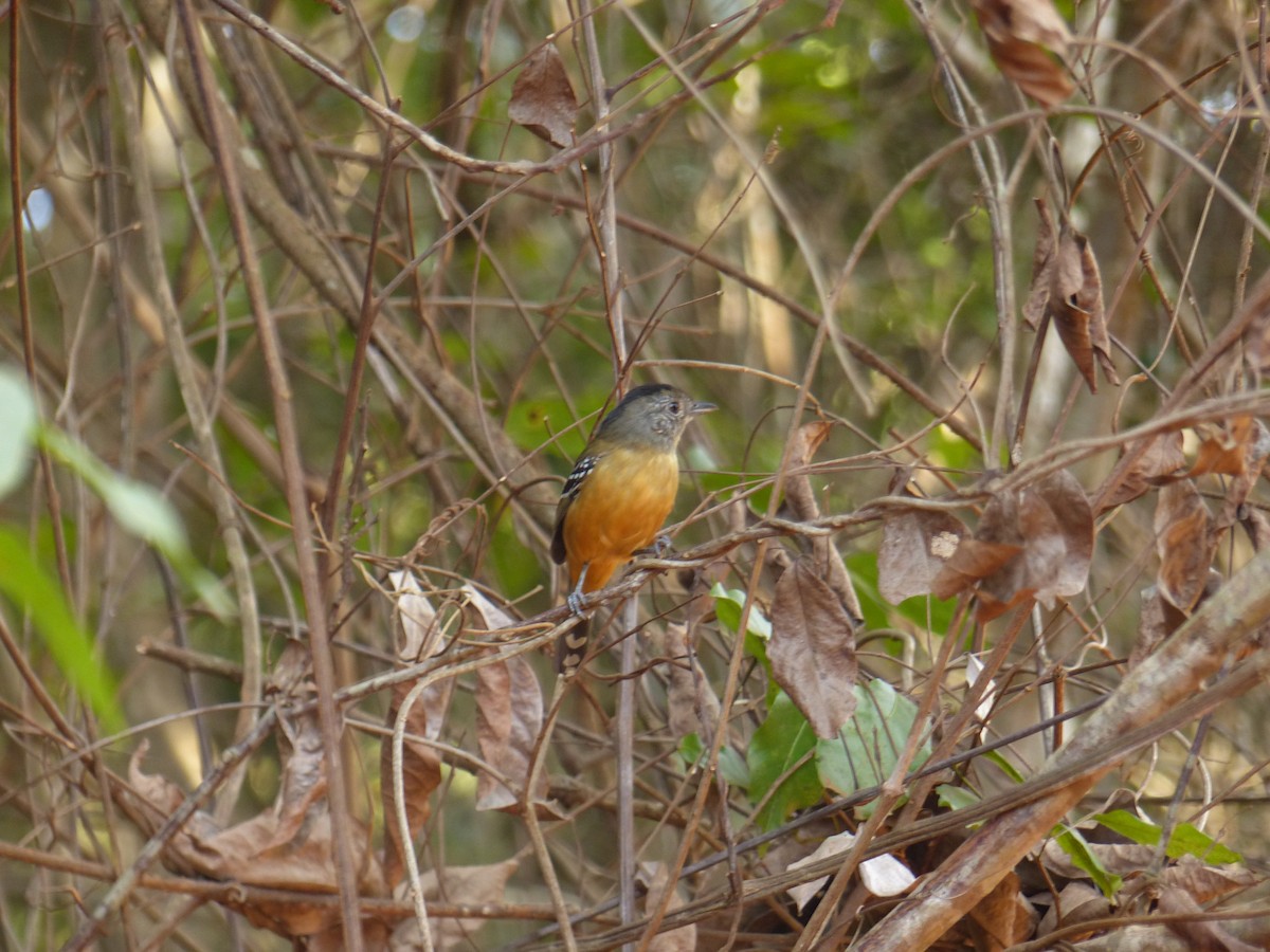 Variable Antshrike - ML637998330