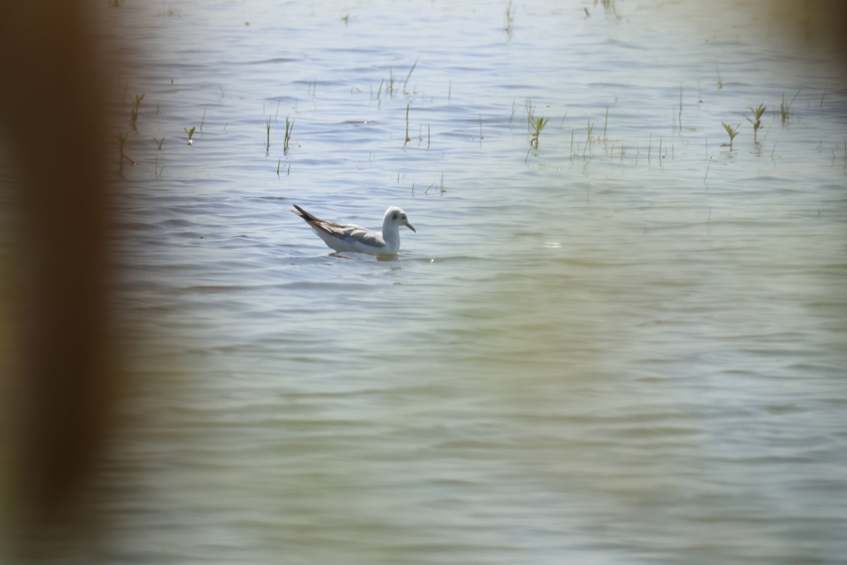 Bonaparte's Gull - ML637998331