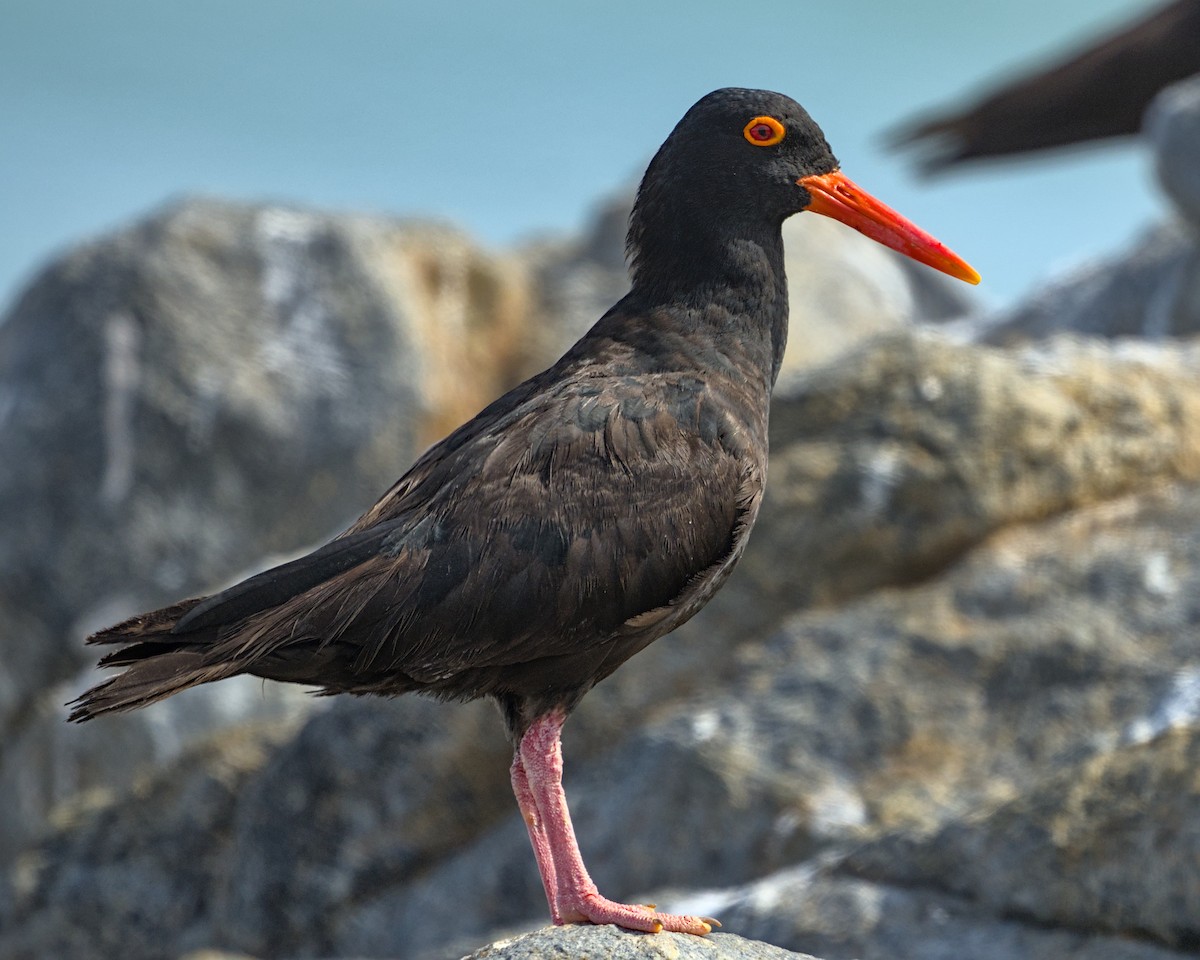 African Oystercatcher - ML637998407