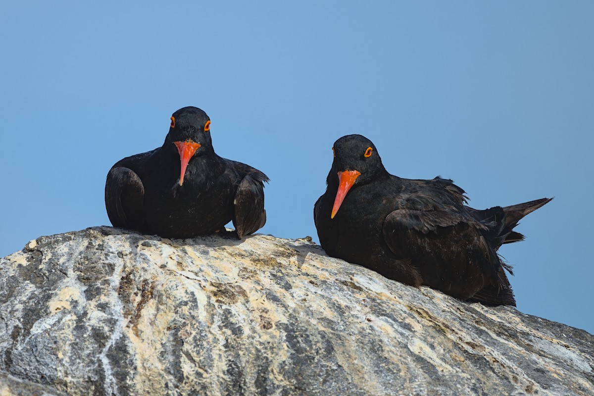 African Oystercatcher - ML637998408