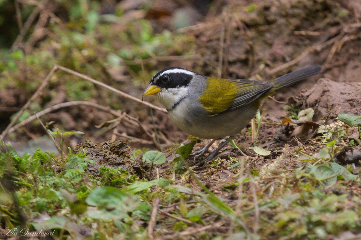 Moss-backed Sparrow - ML637998412