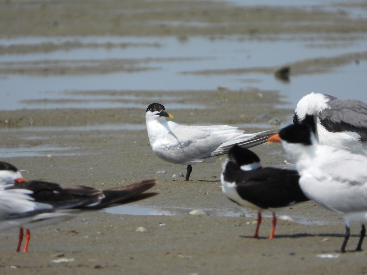 Sandwich Tern - ML637998437