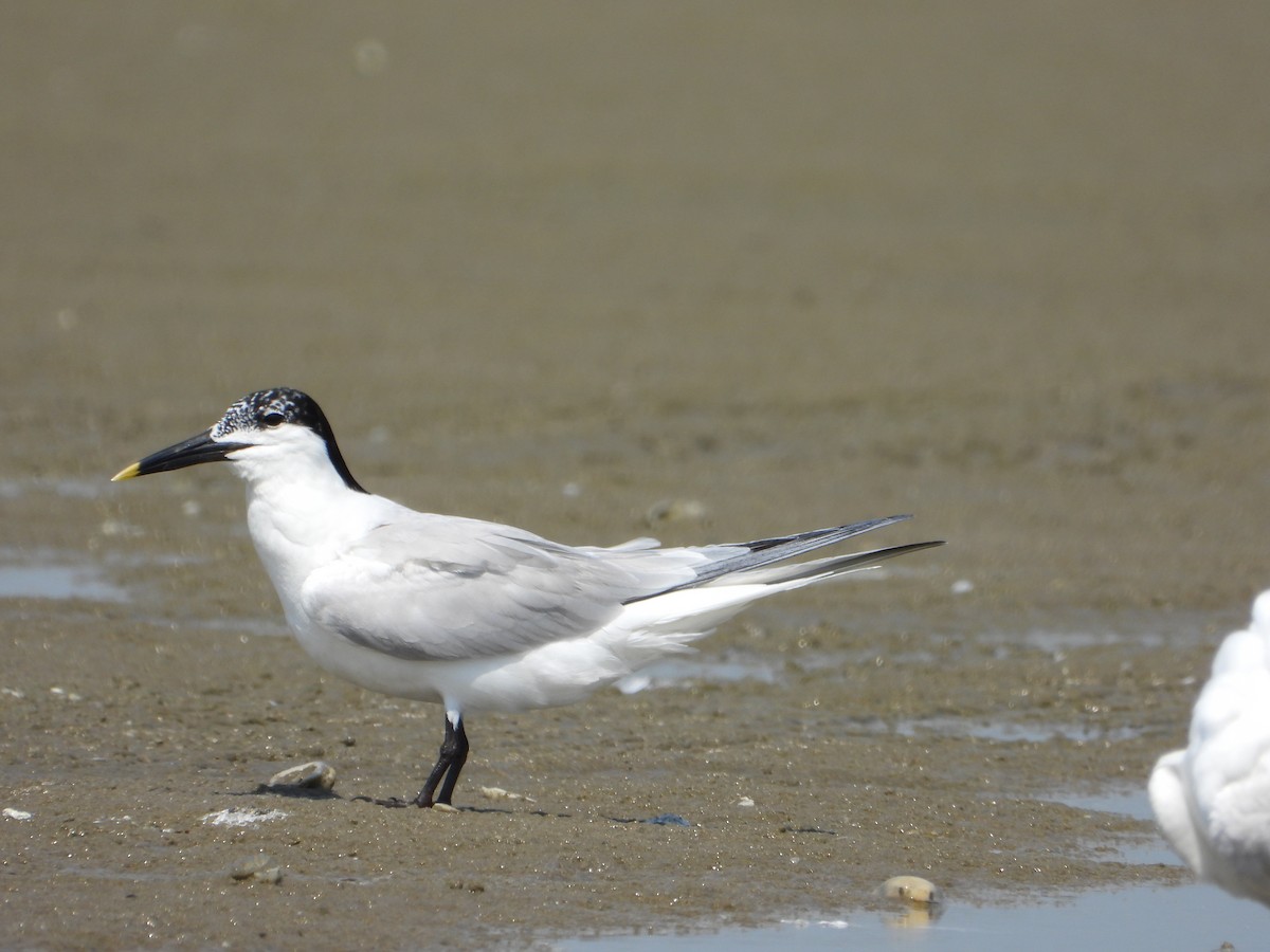 Sandwich Tern - ML637998438