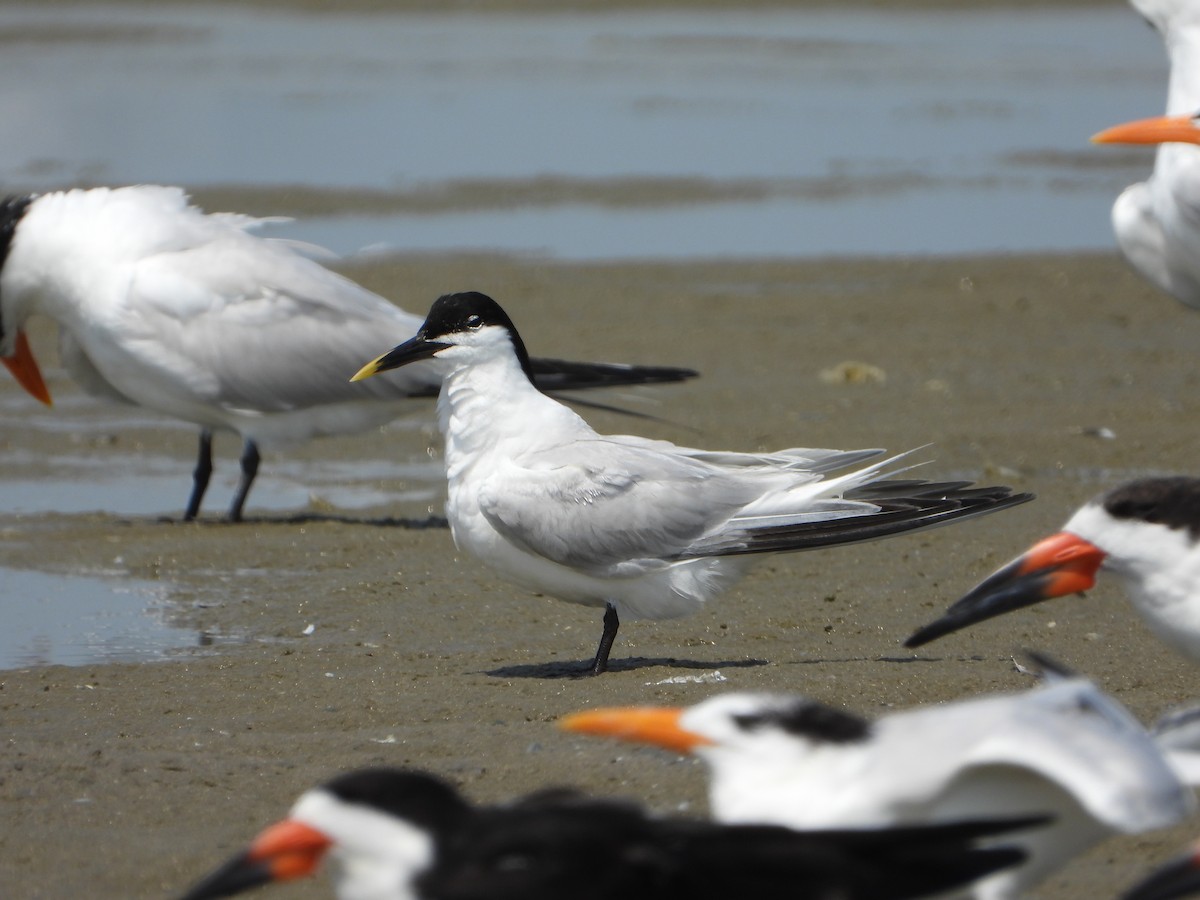 Sandwich Tern - ML637998441