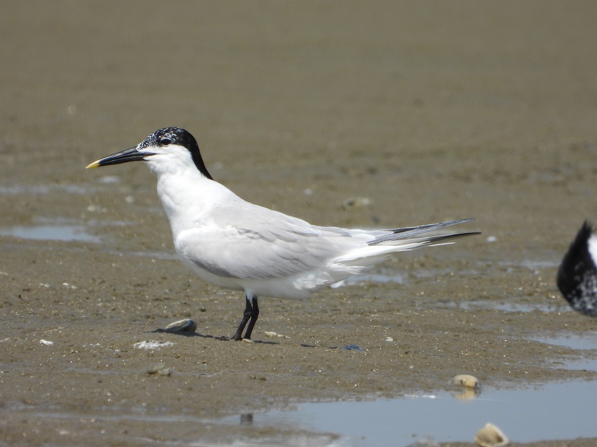 Sandwich Tern - ML637998446