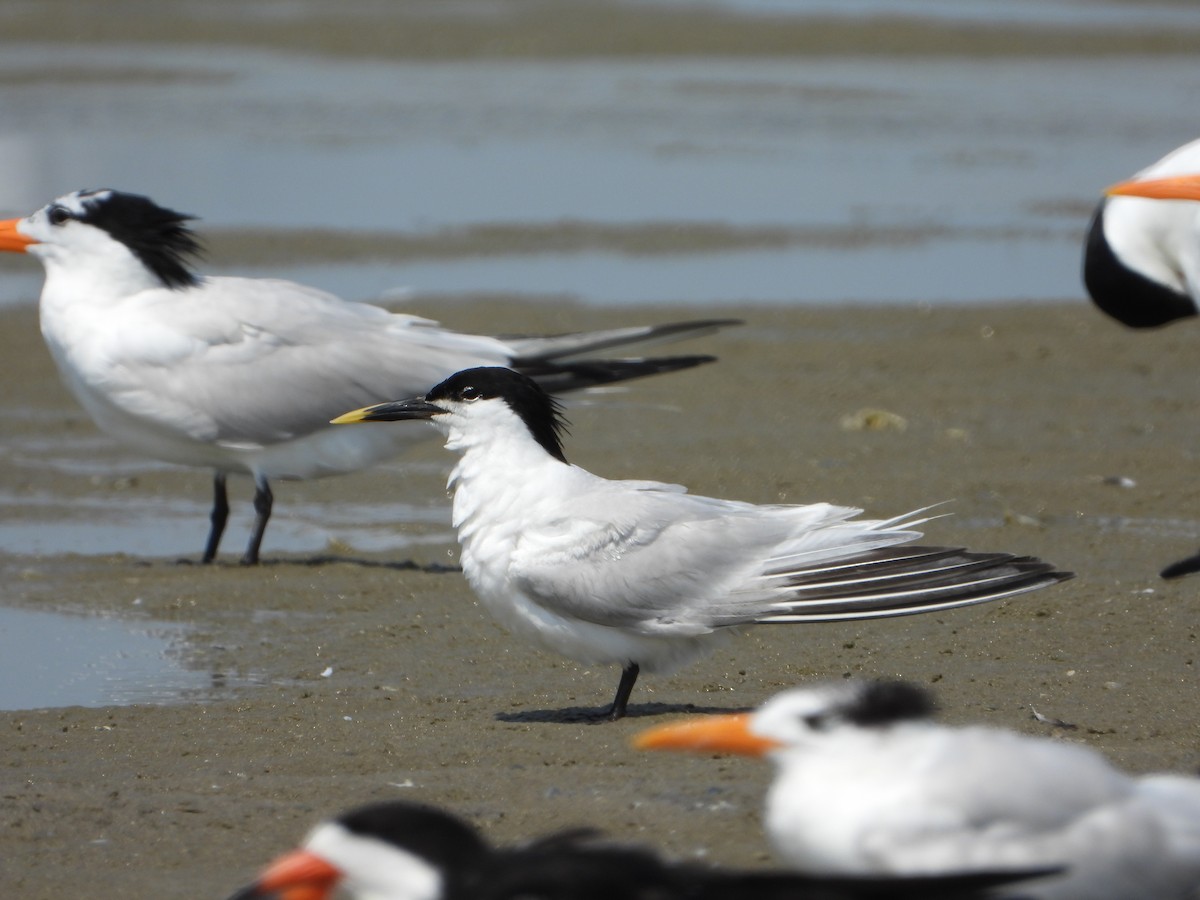 Sandwich Tern - ML637998449