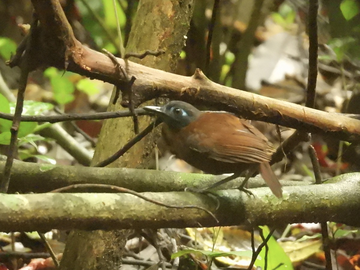 Chestnut-backed Antbird - ML637998583