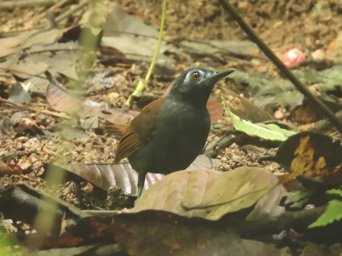 Chestnut-backed Antbird - ML637998584