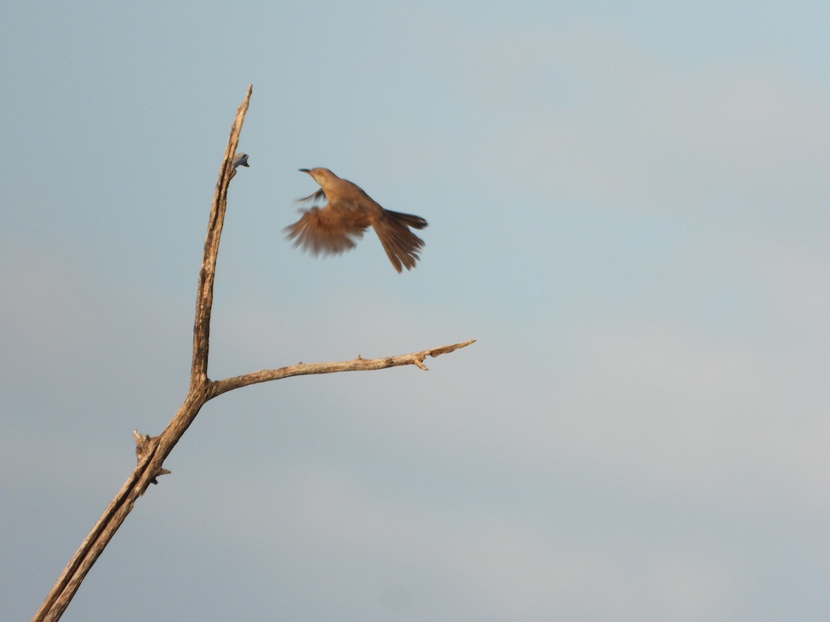 Bendire's Thrasher - ML637998588