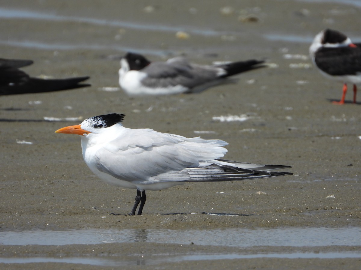 Royal Tern - ML637998656