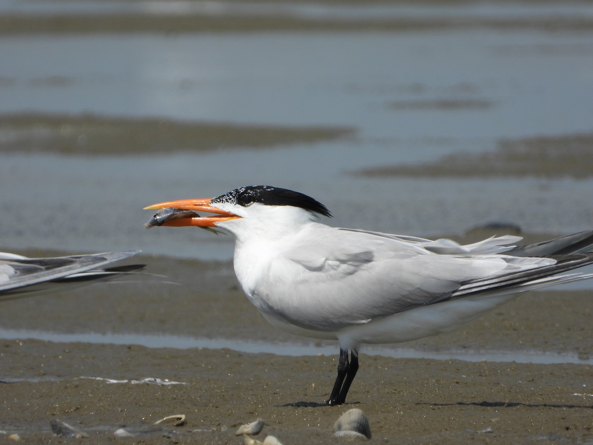 Royal Tern - ML637998657