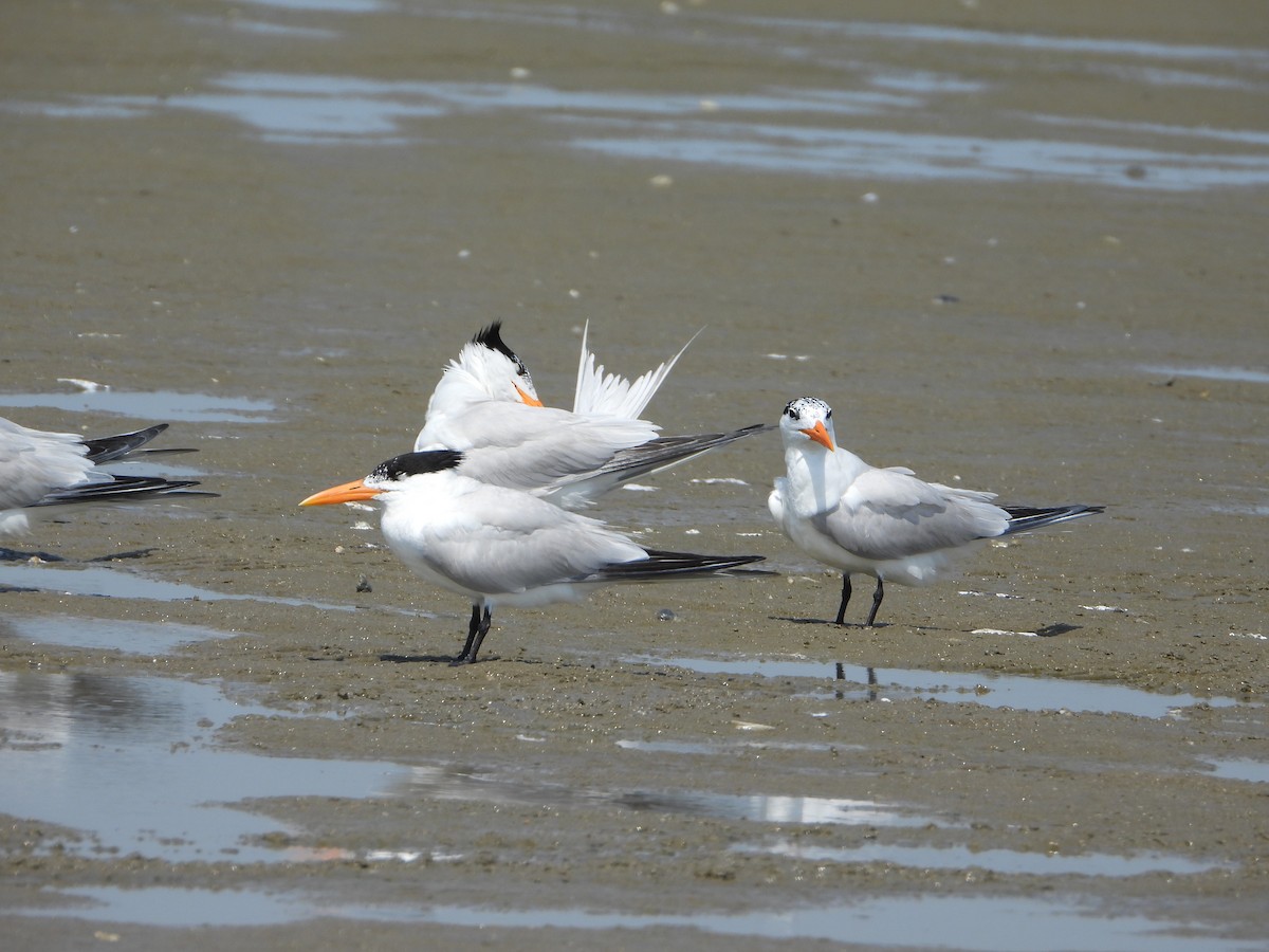 Royal Tern - ML637998658