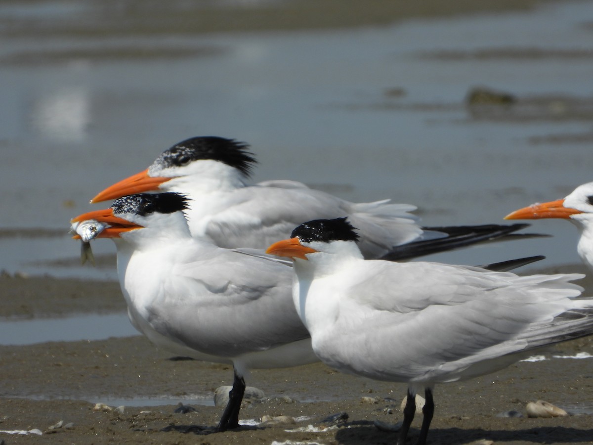 Royal Tern - ML637998659