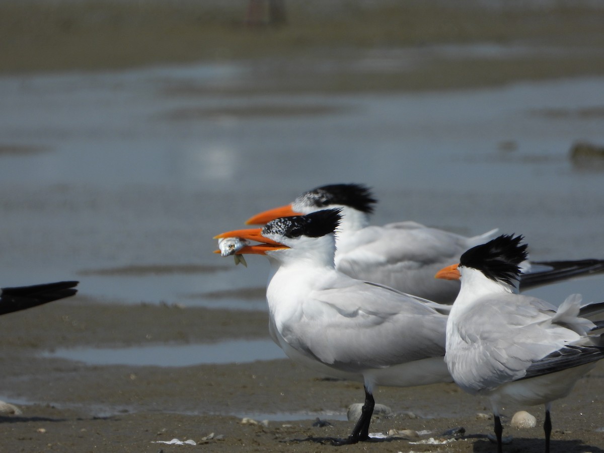 Royal Tern - ML637998661