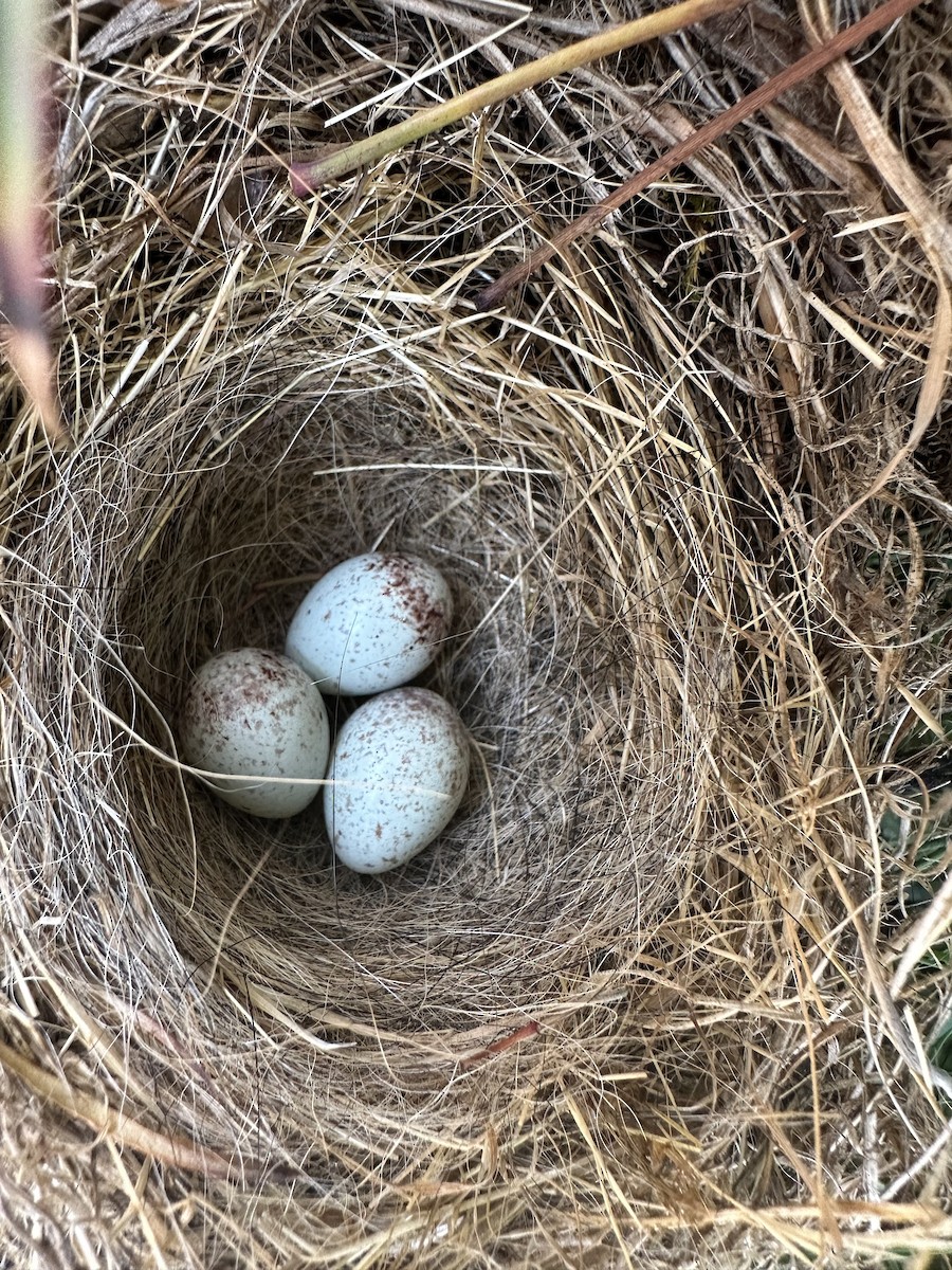 Dark-eyed Junco (Oregon) - ML637998691