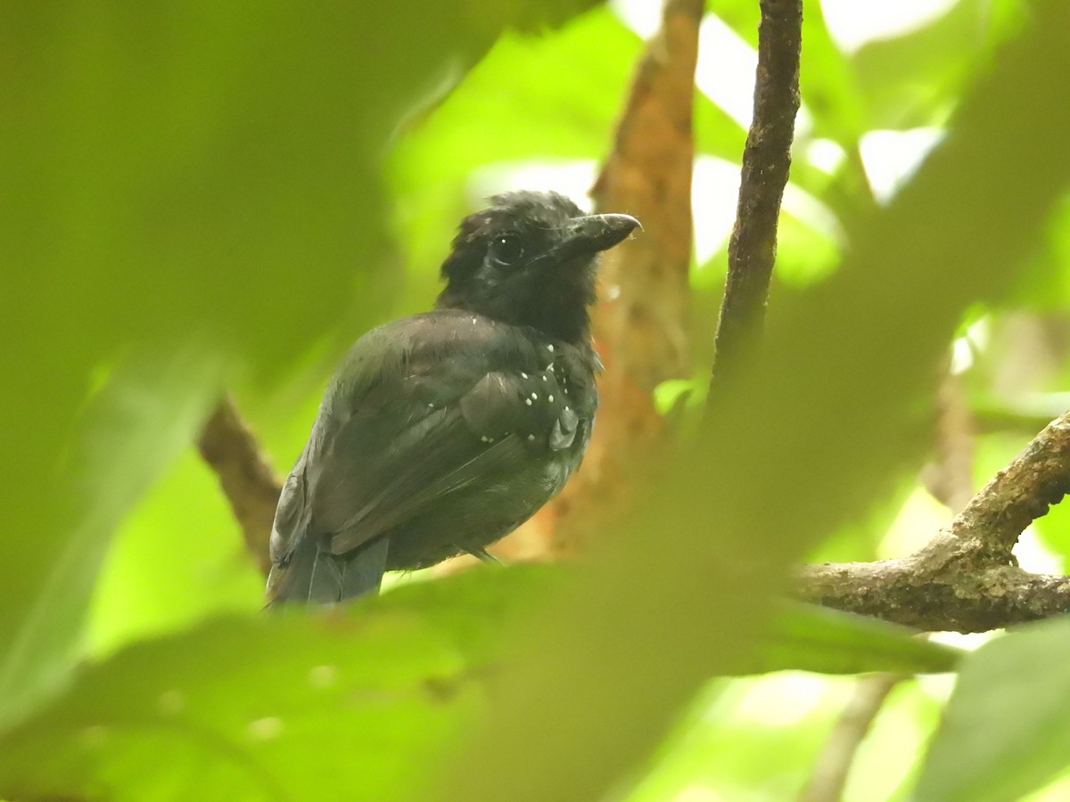 Black-hooded Antshrike - ML637998694