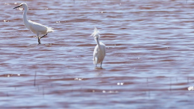 Snowy Egret - ML637998741