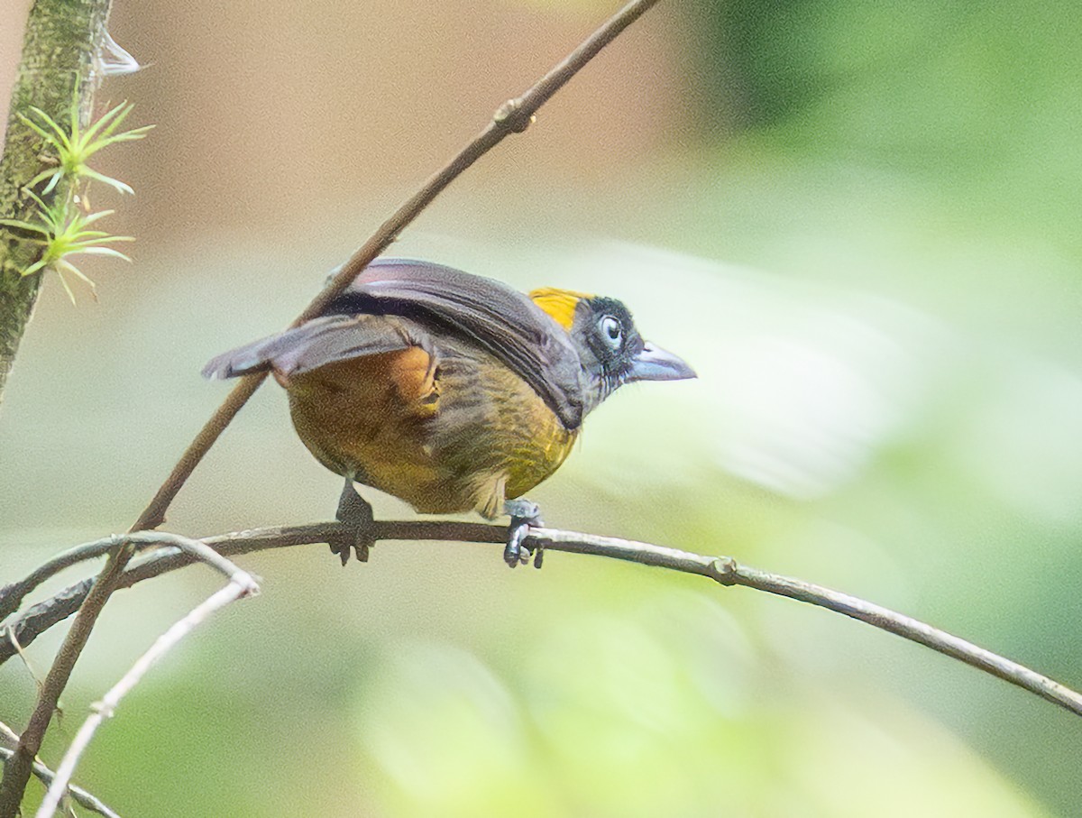 Dusky-faced Tanager - ML637998767