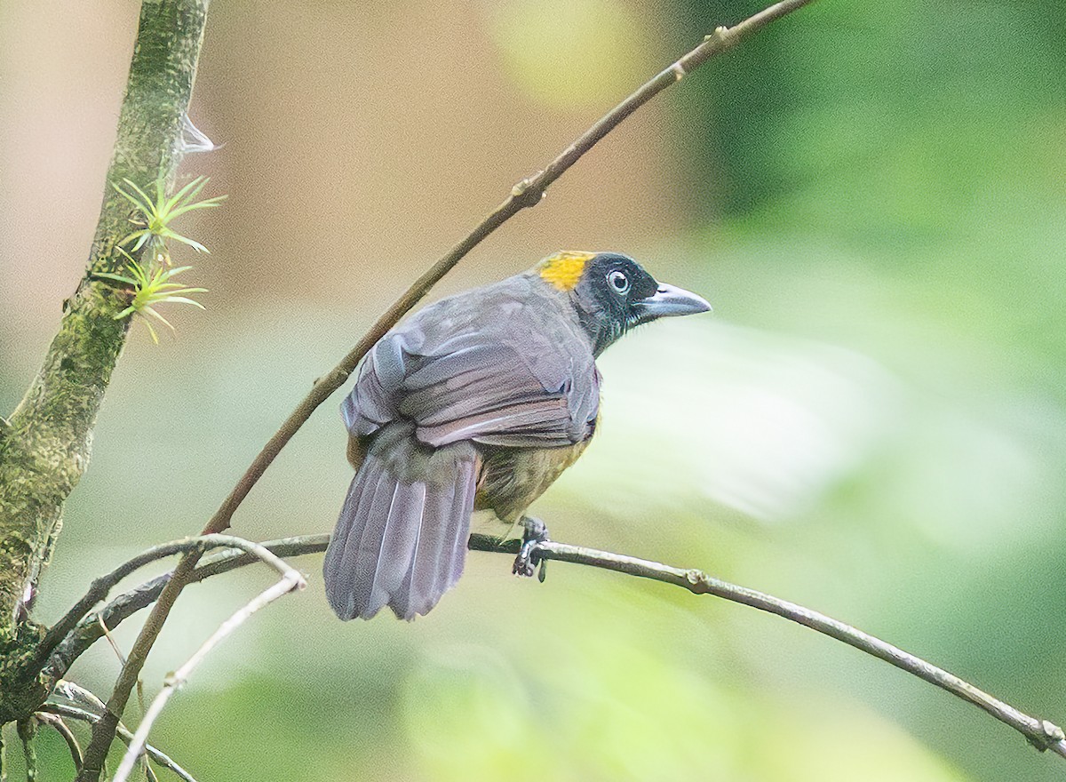 Dusky-faced Tanager - ML637998774