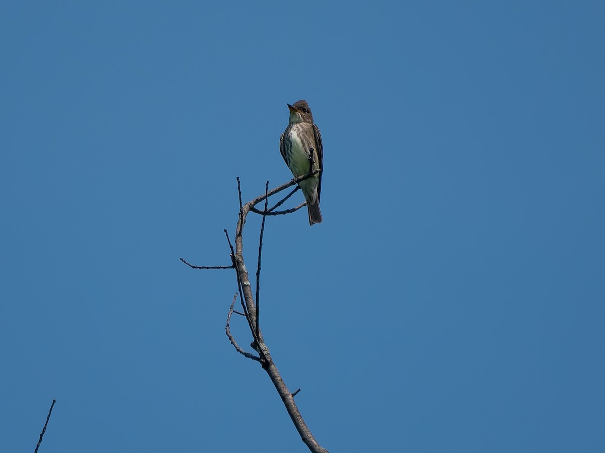 Olive-sided Flycatcher - ML637998815