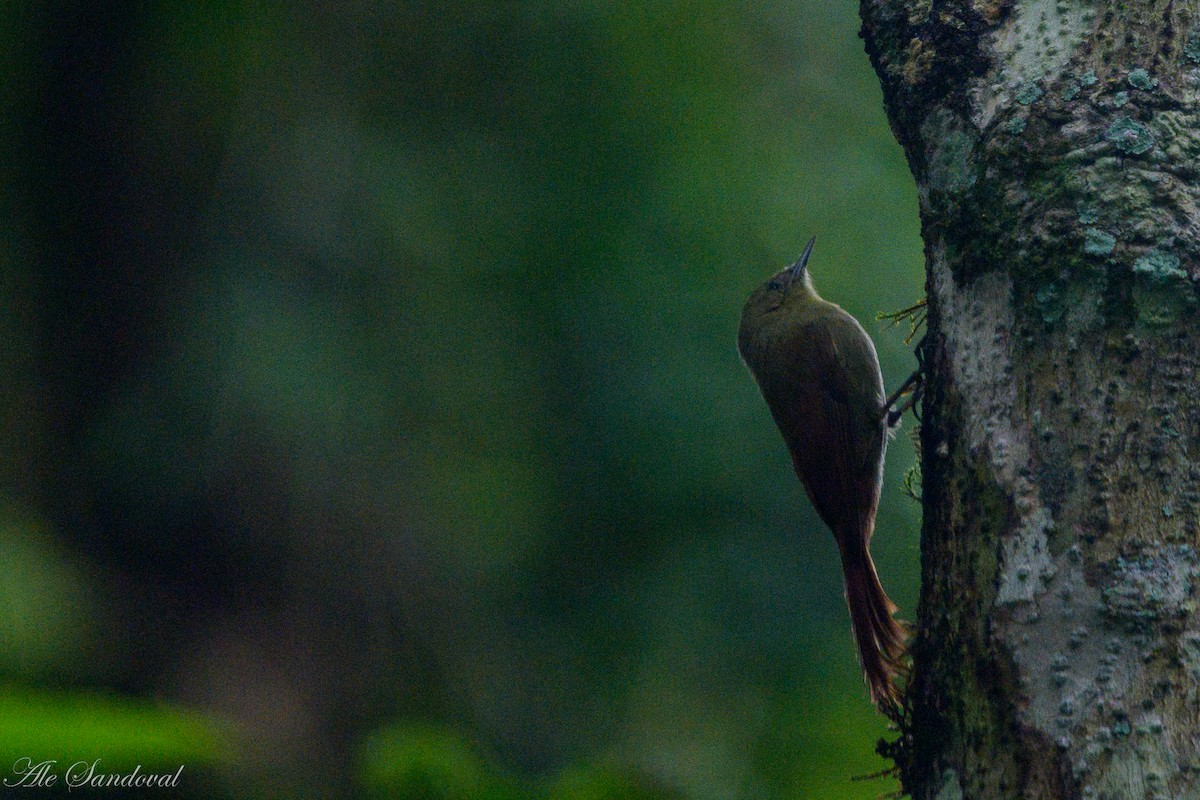 Olivaceous Woodcreeper - ML637998840