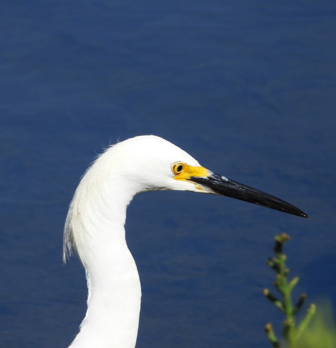 ユキコサギ - ML637998842