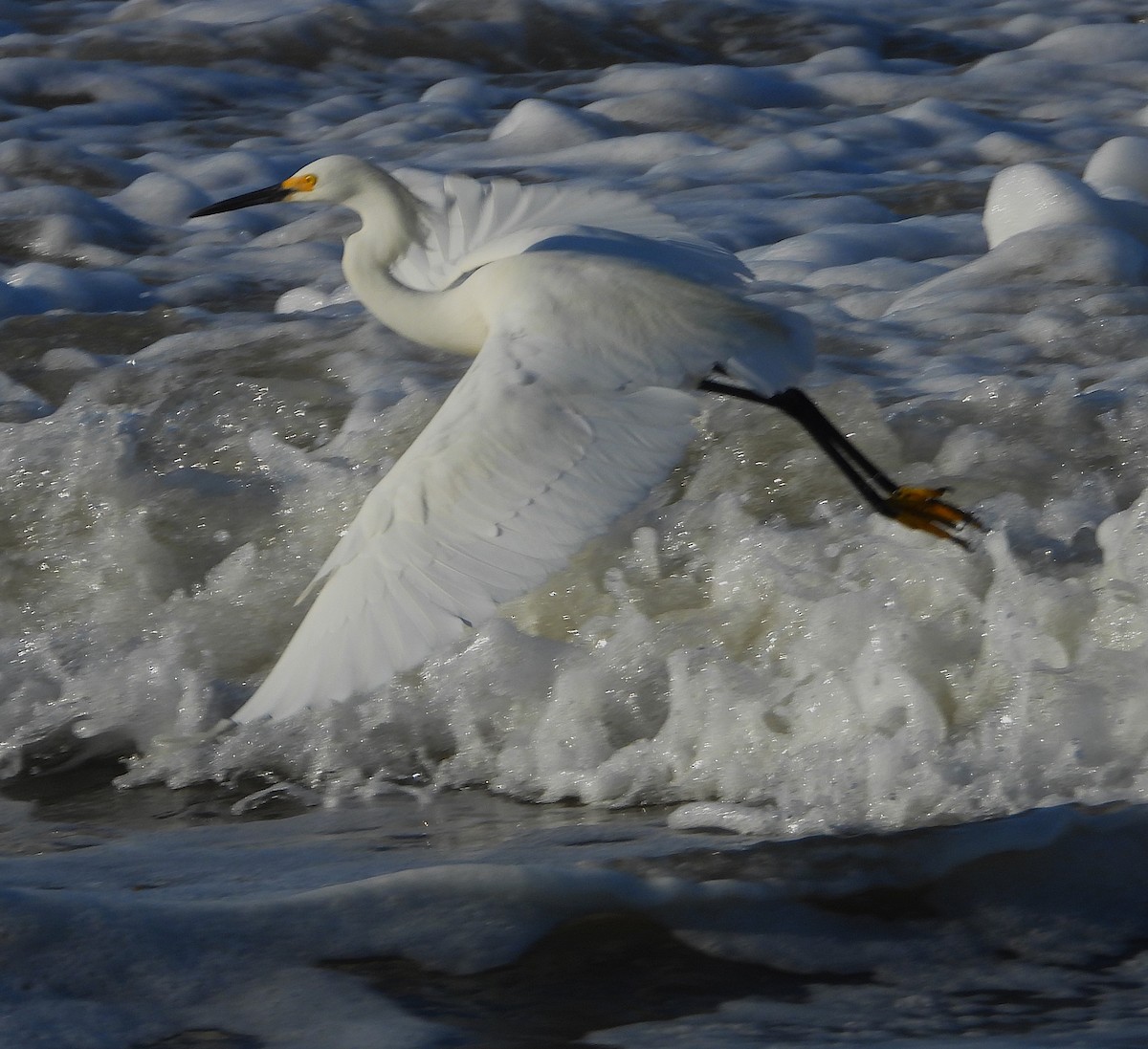 ユキコサギ - ML637998858