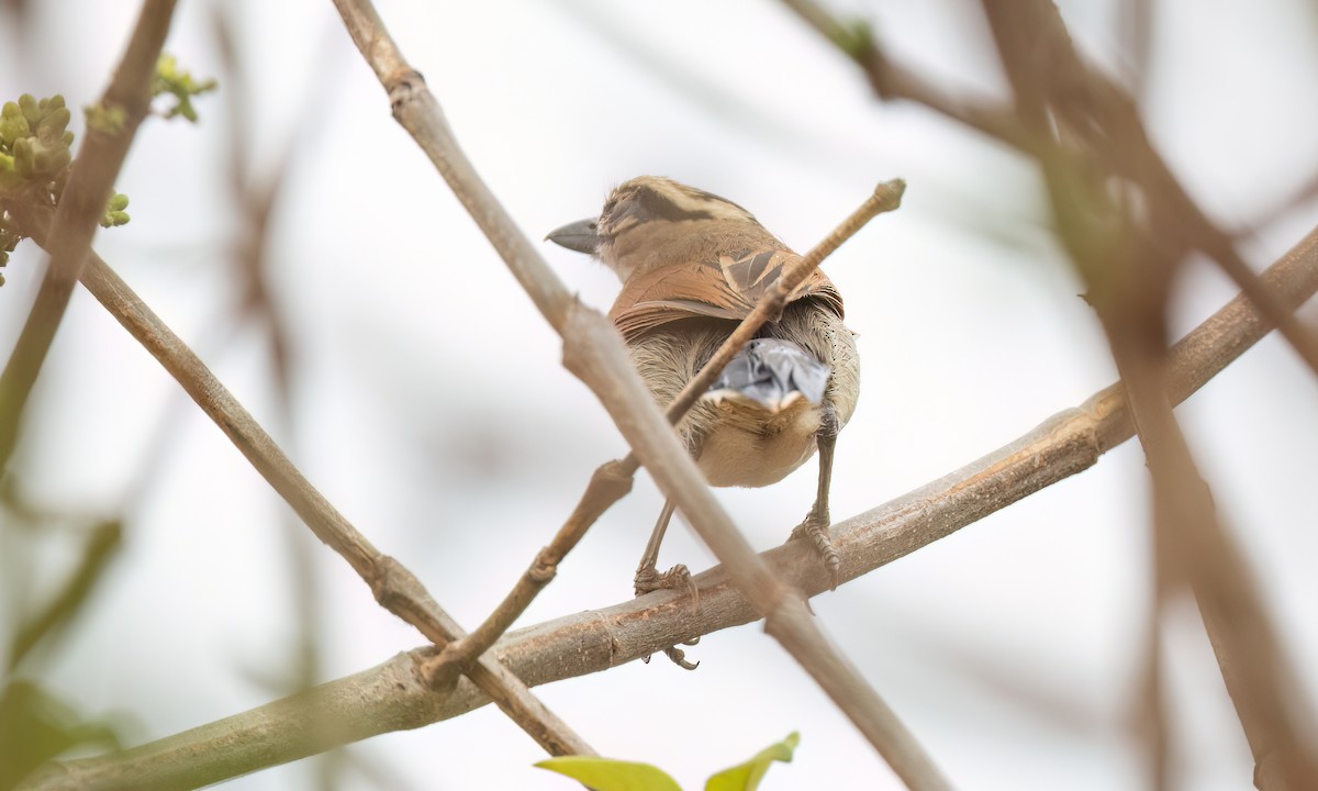 Brown-crowned Tchagra - ML637998895