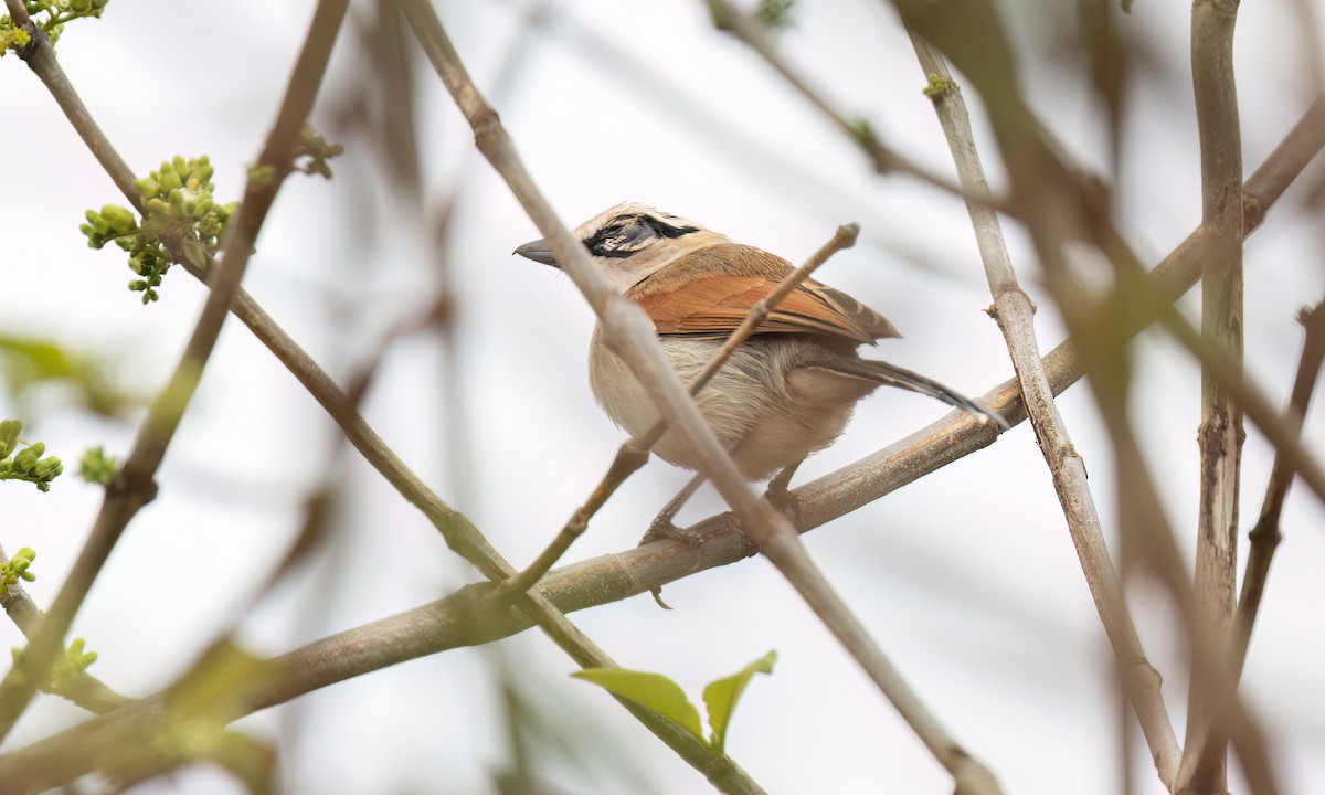 Brown-crowned Tchagra - ML637998896