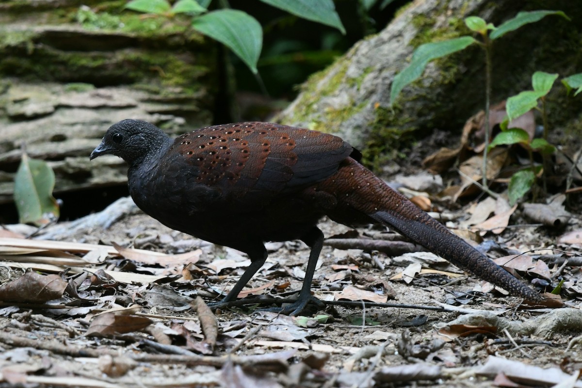 Mountain Peacock-Pheasant - ML637998905