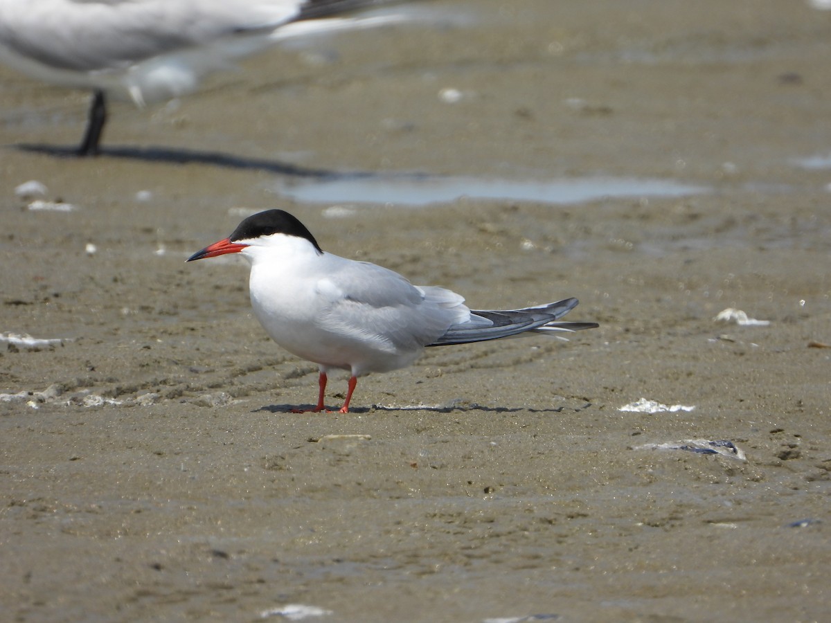Common Tern - ML637998916