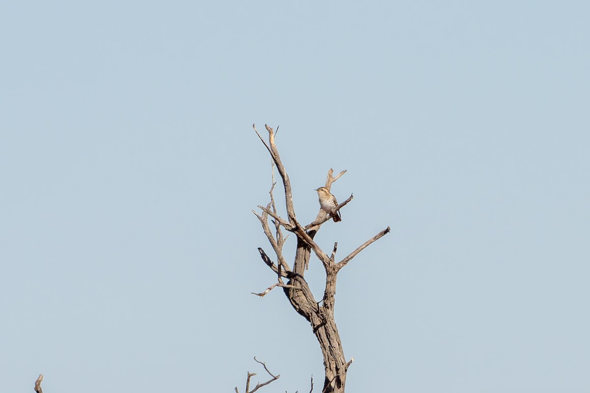 Horsfield's Bronze-Cuckoo - ML637998972