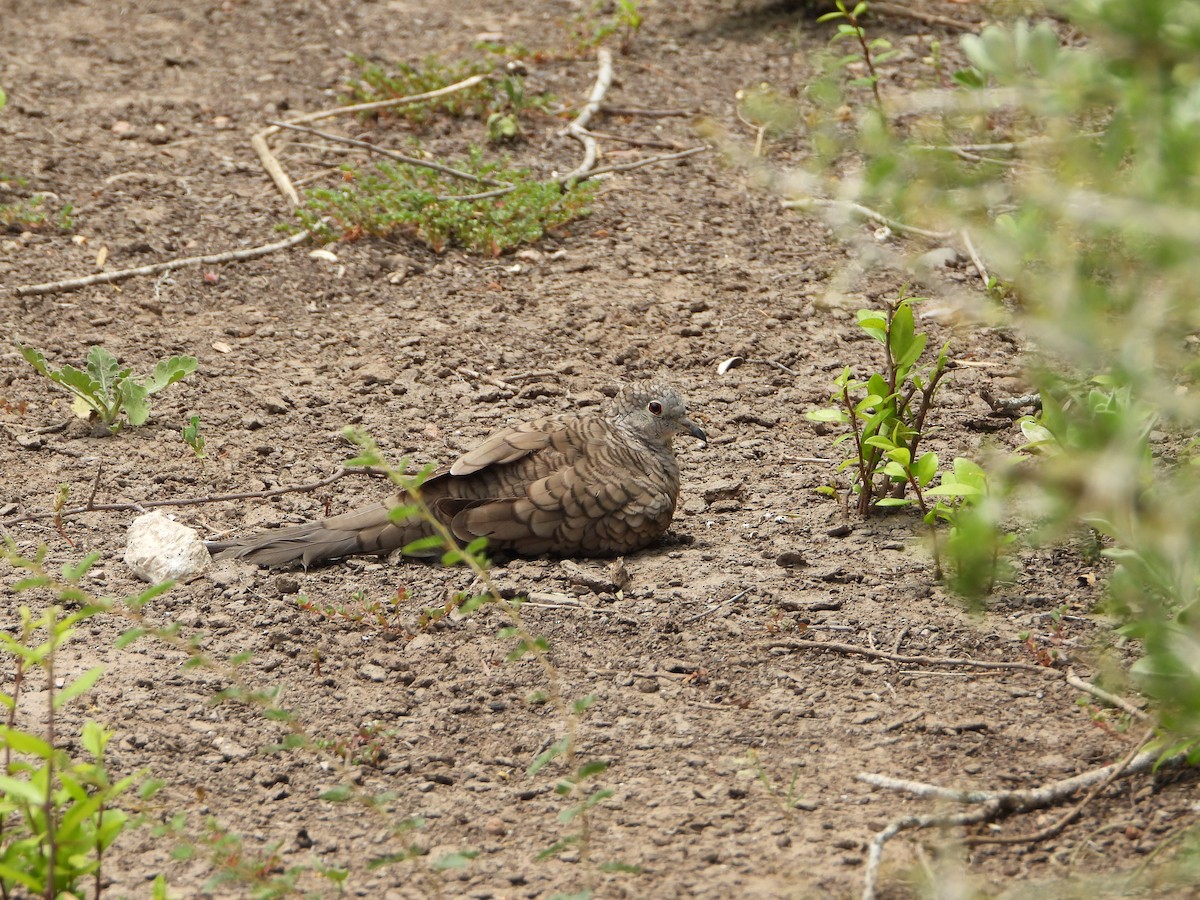 Inca Dove - ML637999022