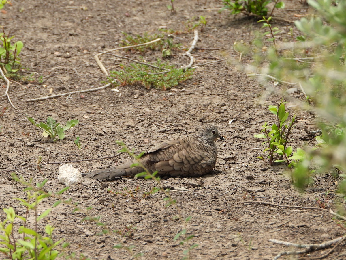 Inca Dove - ML637999023