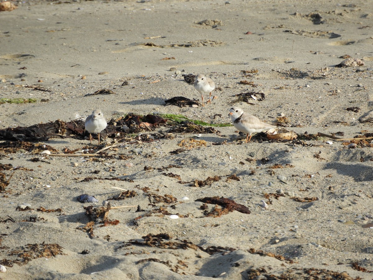 Piping Plover - ML637999028