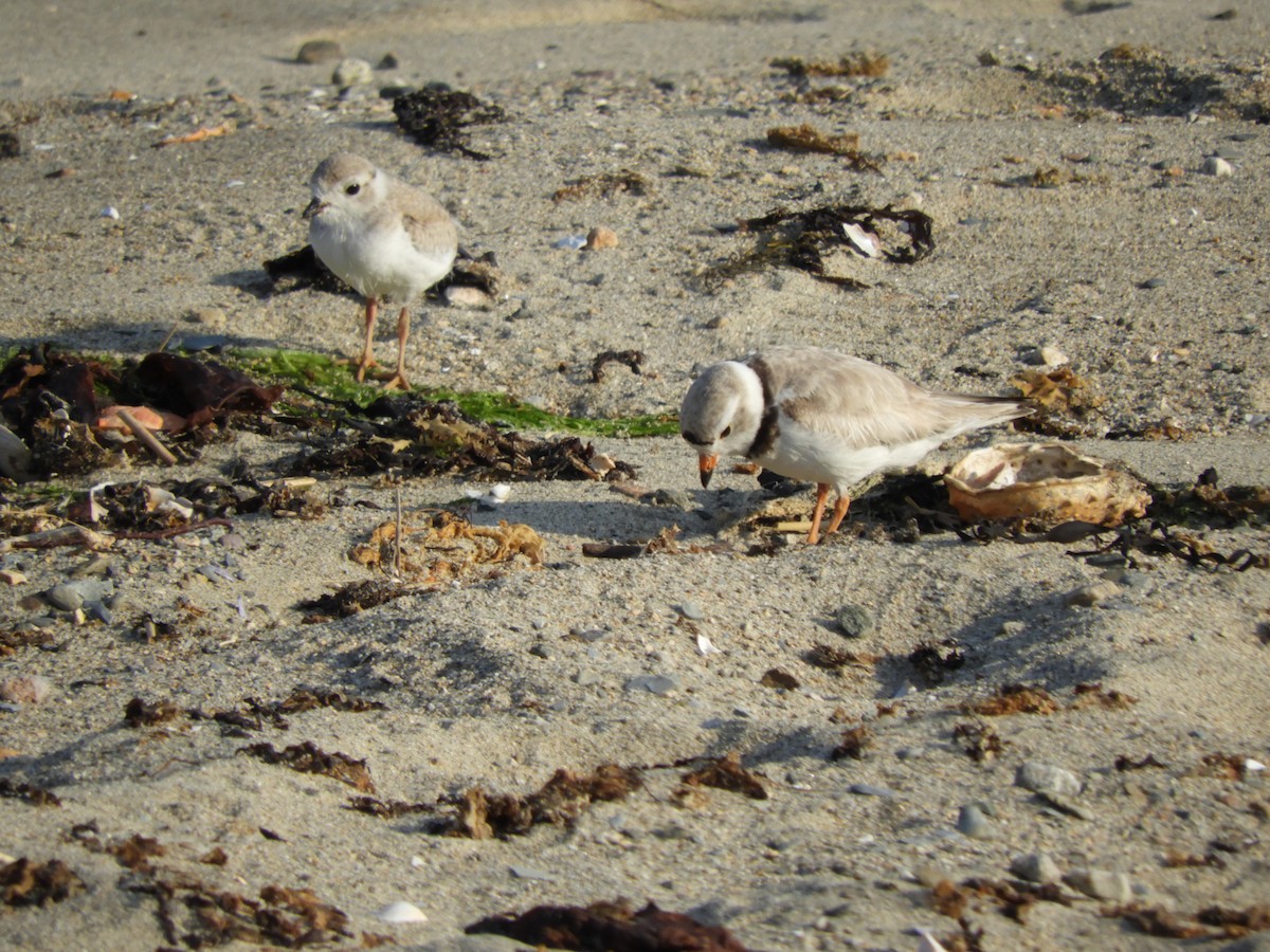 Piping Plover - ML637999029