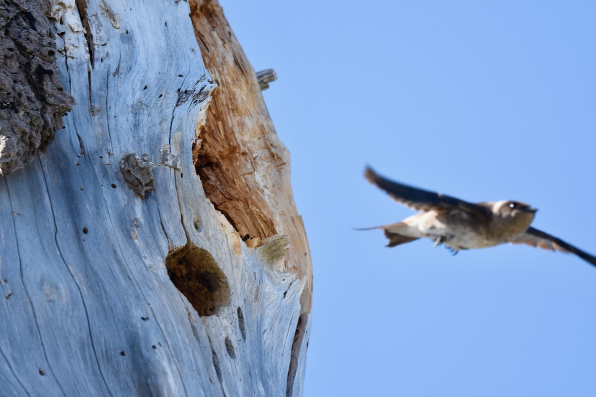 Purple Martin - ML637999032