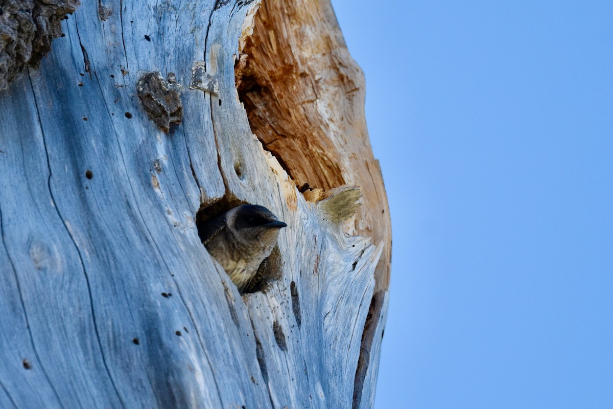 Purple Martin - ML637999033