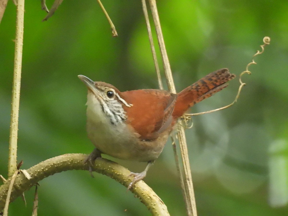 Rufous-and-white Wren - ML637999037