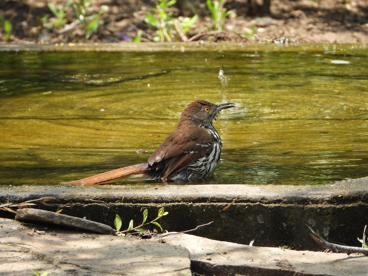 Long-billed Thrasher - ML637999047