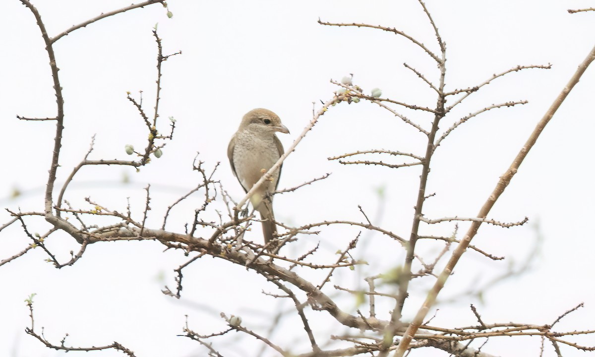 Red-tailed Shrike - ML637999048