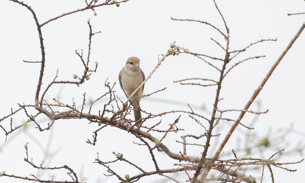 Red-tailed Shrike - ML637999049