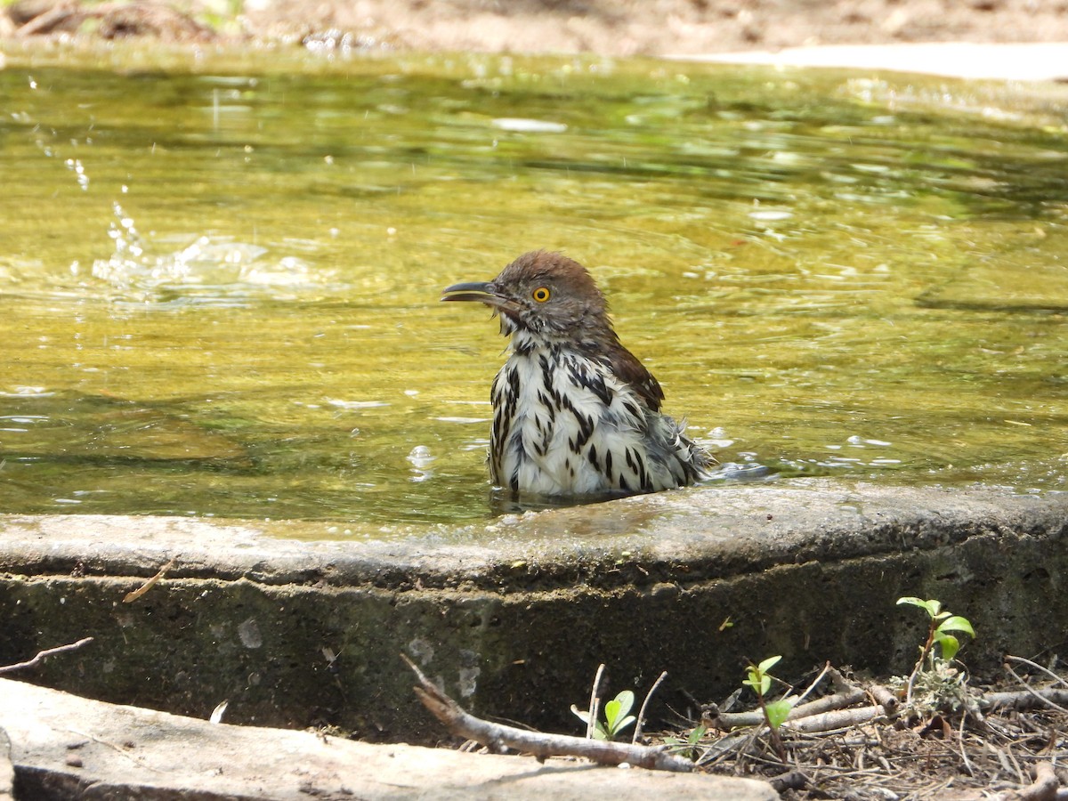 Long-billed Thrasher - ML637999051